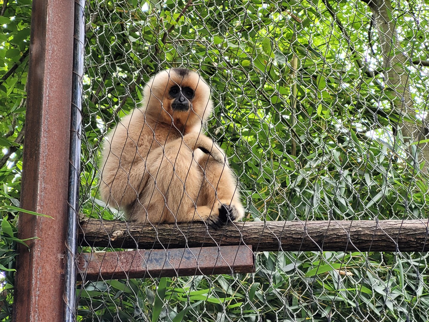Red-cheeked gibbon -Parc Animalier des Pyrénées (2023)