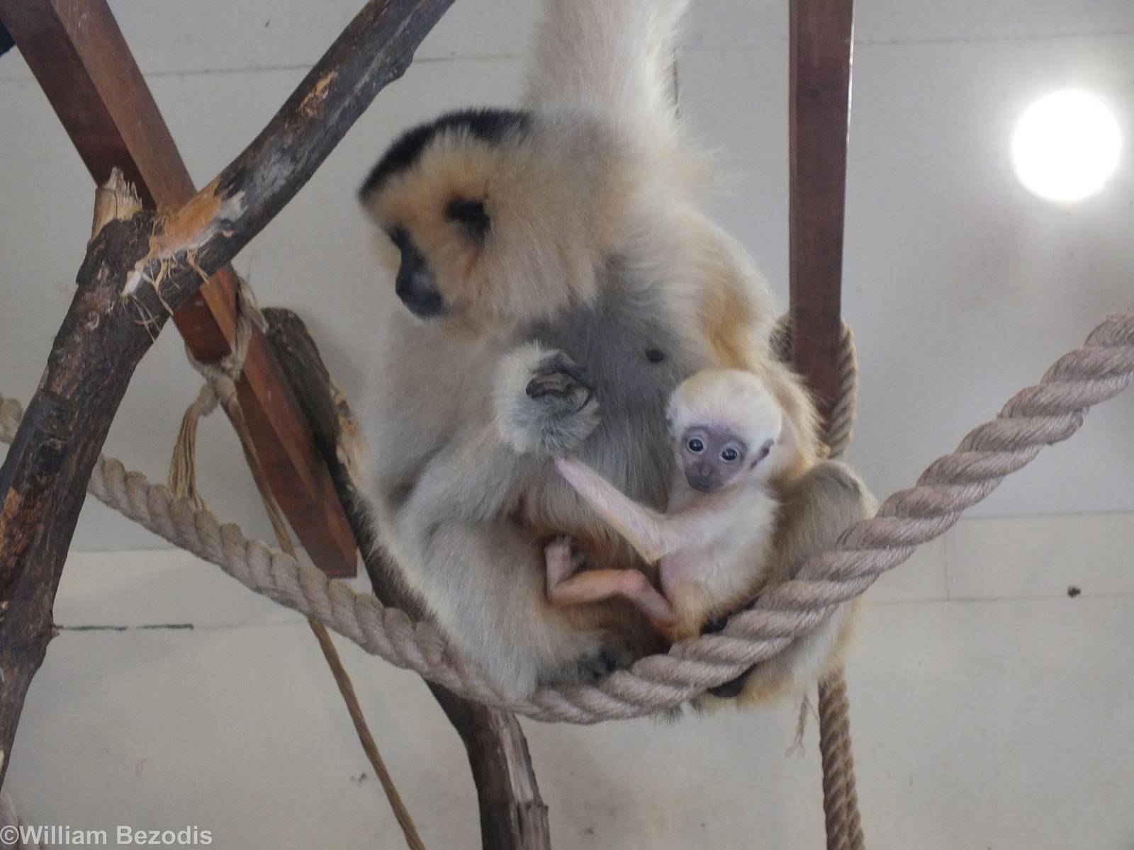 Red-cheeked Gibbon with Baby