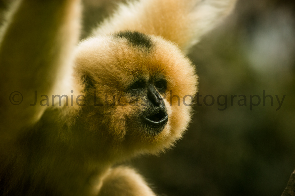Red-Cheeked Gibbon