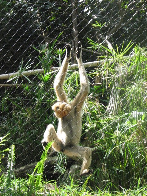 Red Cheeked Gibbon