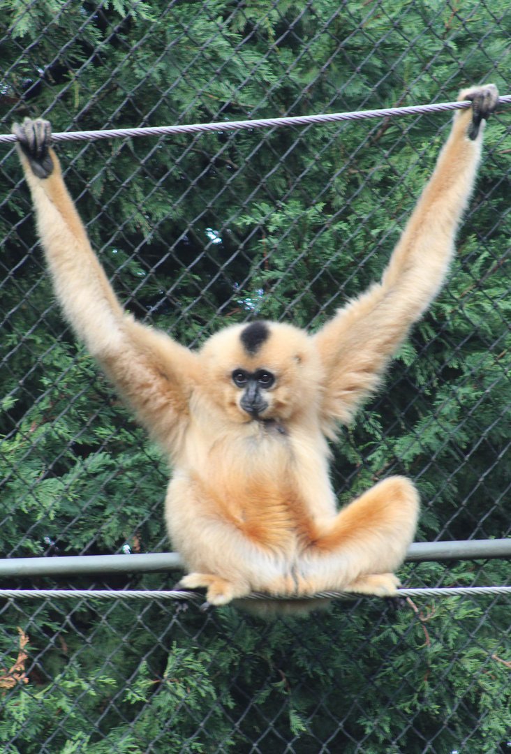 Red-cheeked gibbon