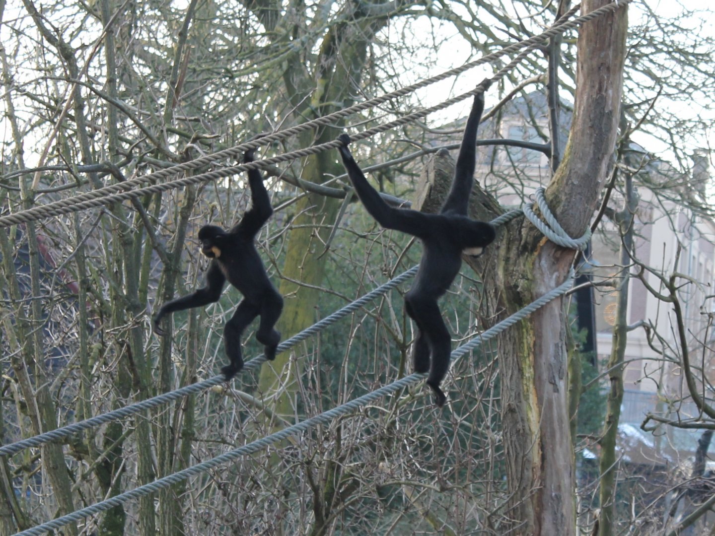 Red-cheeked gibbons