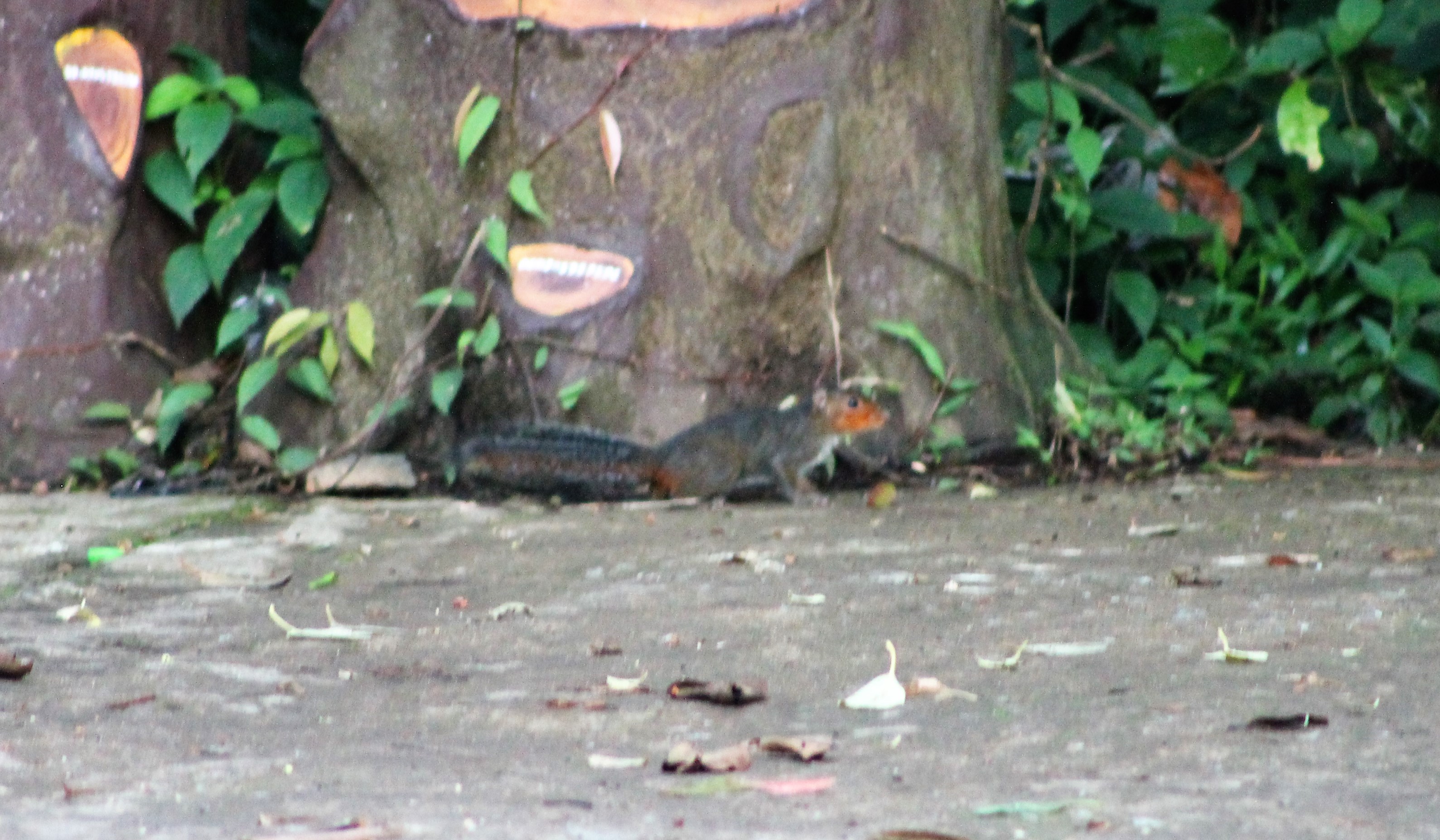 Red-cheeked Ground Squirrel (Dremomys rufigenis)