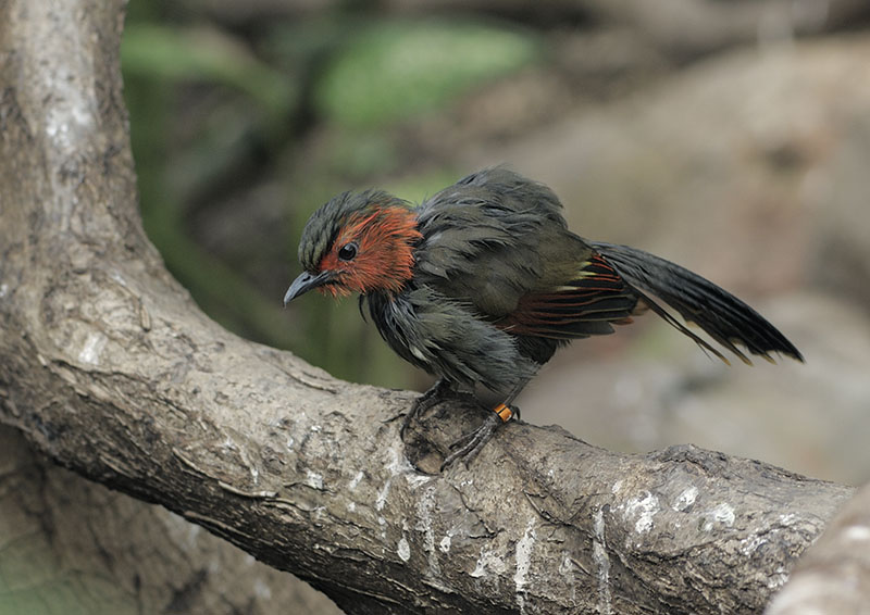 Red-cheeked liocichla (wet)