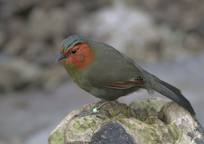 Red-cheeked liocichla