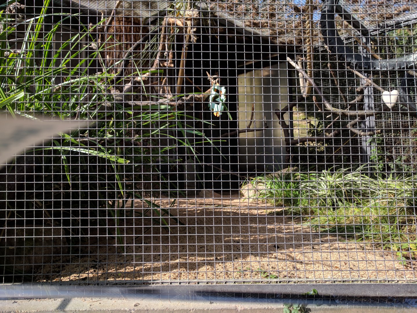 Red cheeked macaw Aviary