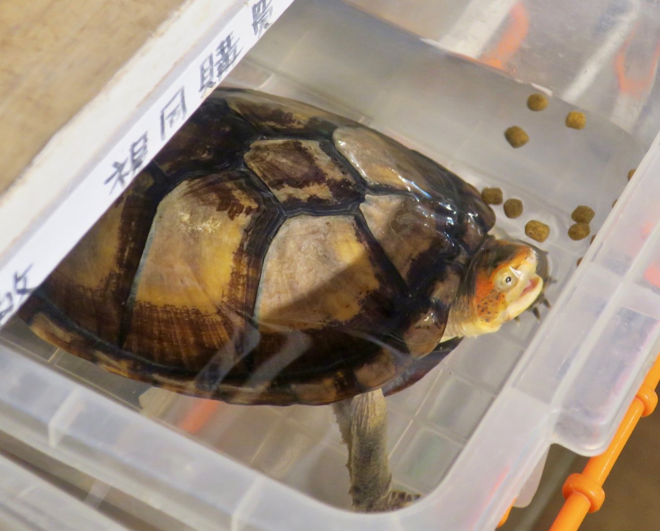 Red-Cheeked Mud Turtle (Kinosternon scorpioides cruentatum)