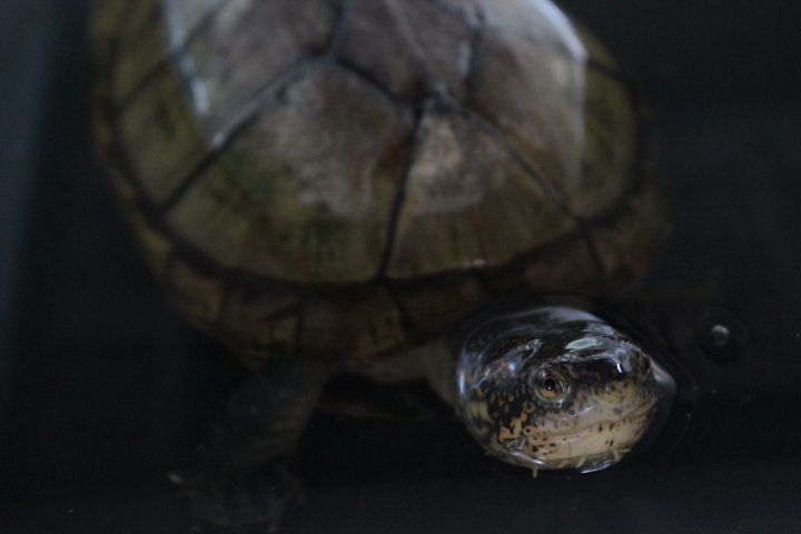 Red-cheeked mud turtle (Kinosternon scorpioides cruentatum)