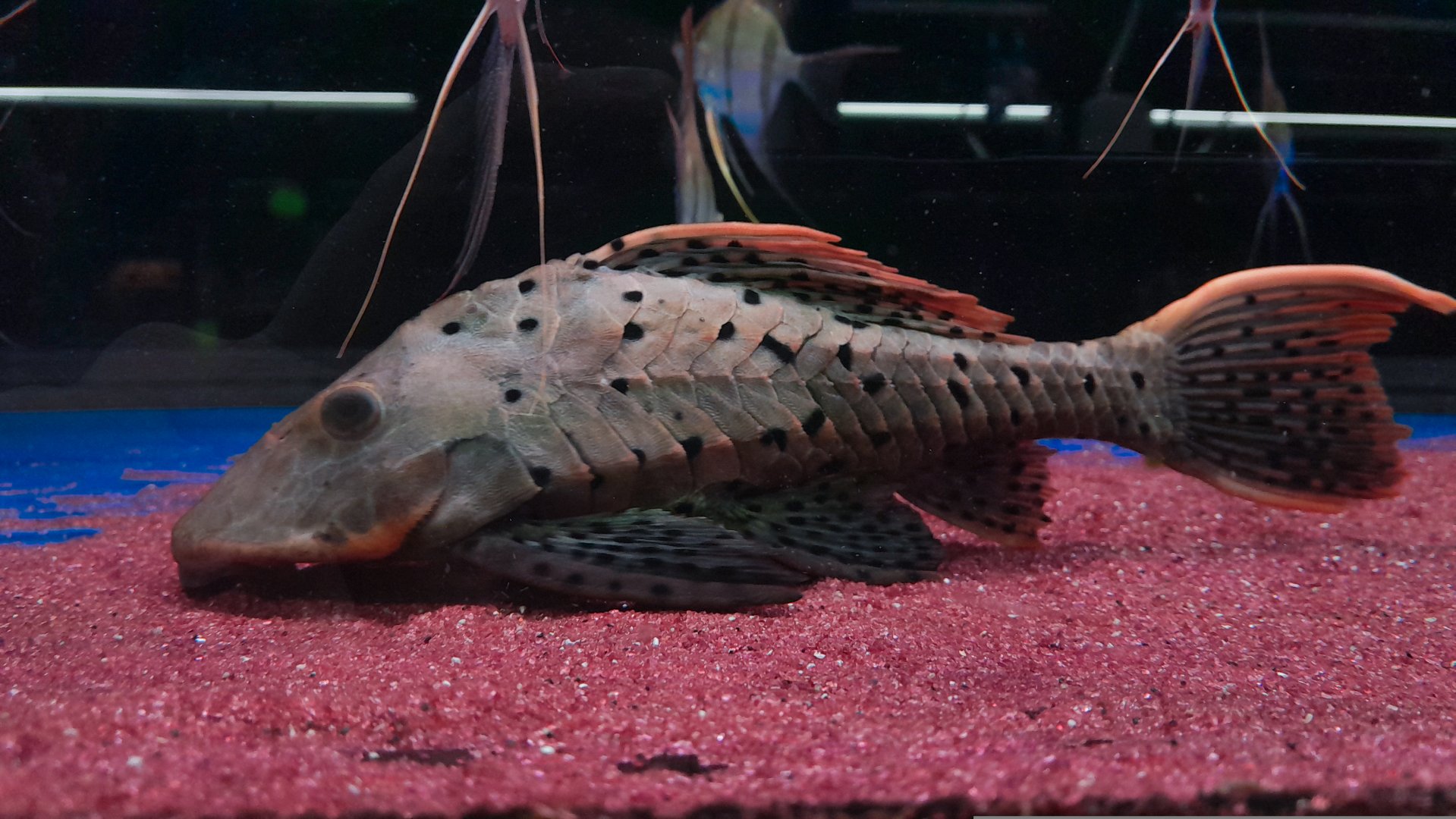 Red-cheeked Pleco (Pseudorinelepis sp. L095)