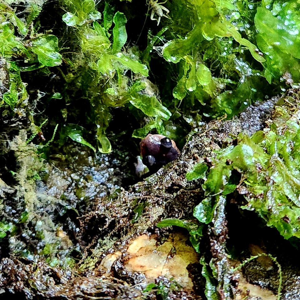 Red-Cheeked Salamander (Plethodon jordani)