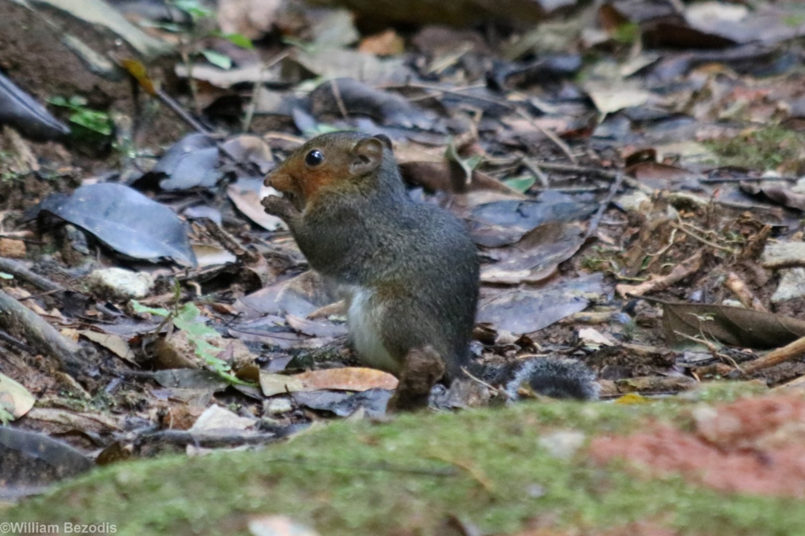 Red-cheeked Squirrel - Datanla