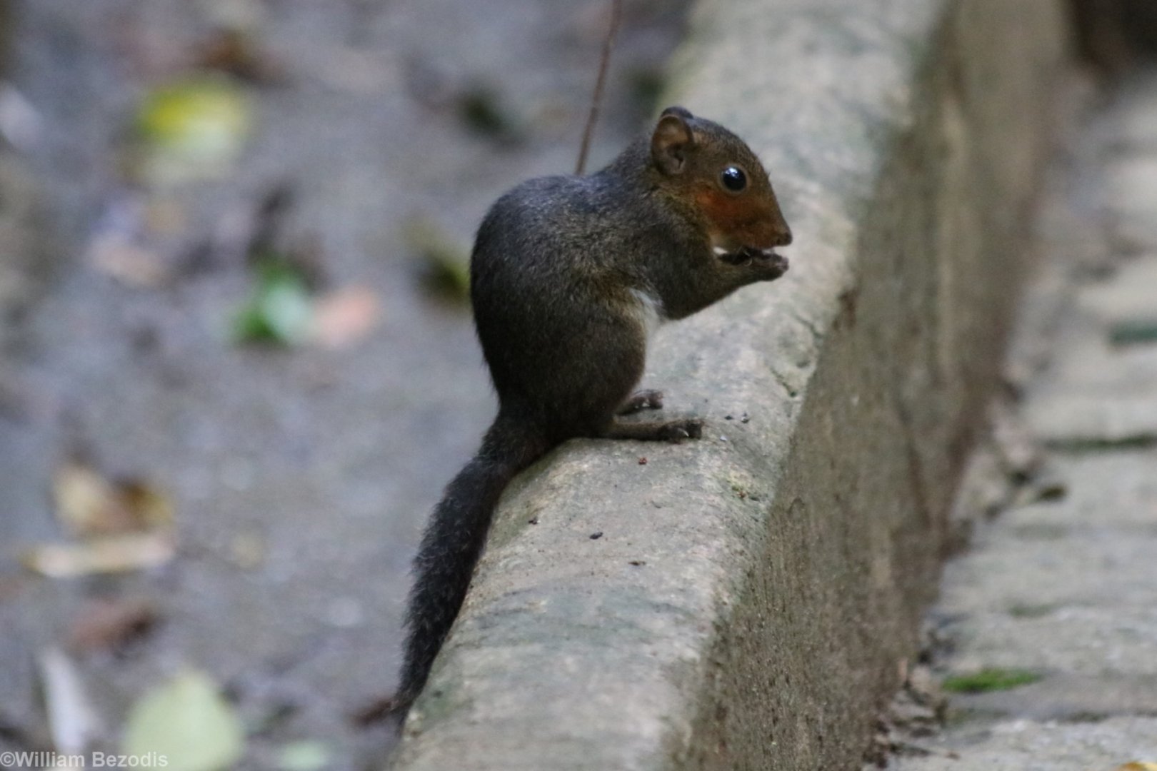 Red-cheeked Squirrel - Datanla