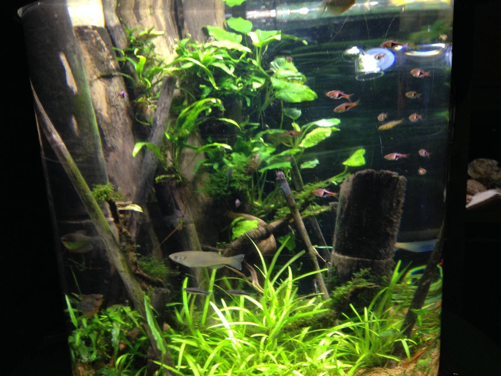 Red Cherry and Gourami Tank at Blue Planet Aquarium - 05/10/2013
