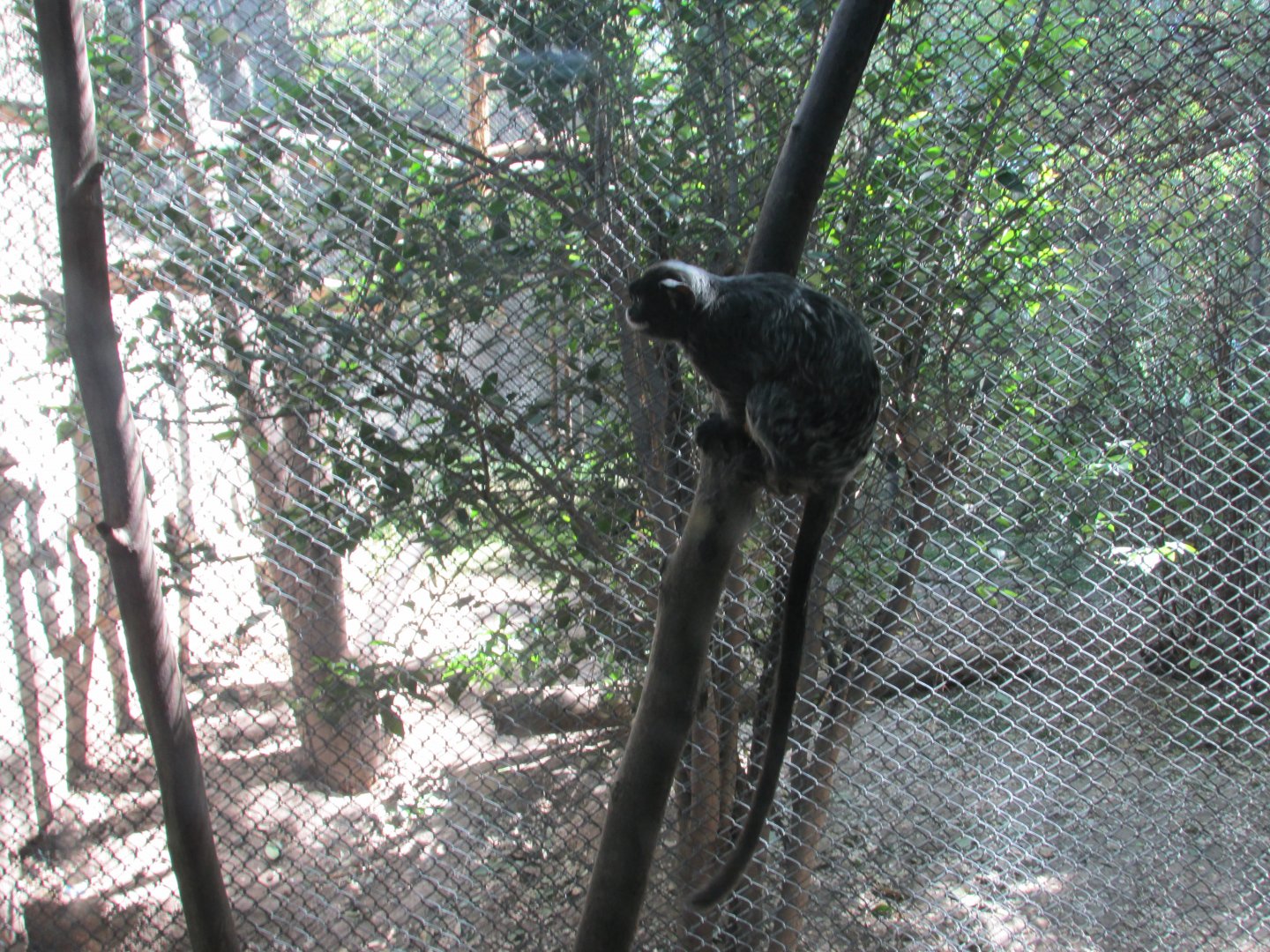 Red Chested Moustached Tamarin Buin Zoo