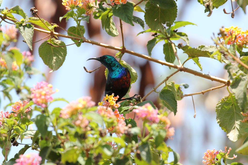 Red-chested Sunbird - wild bird