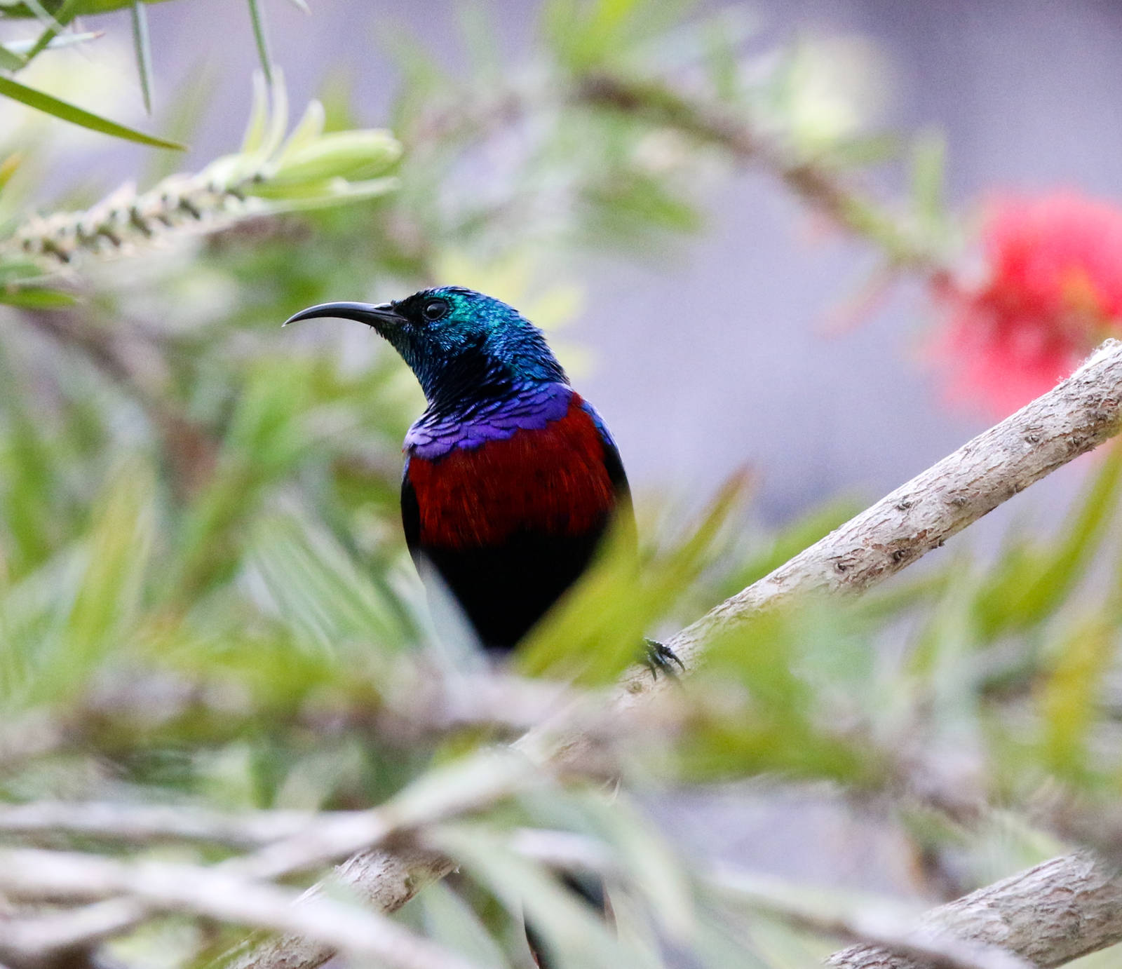 Red-chested Sunbird