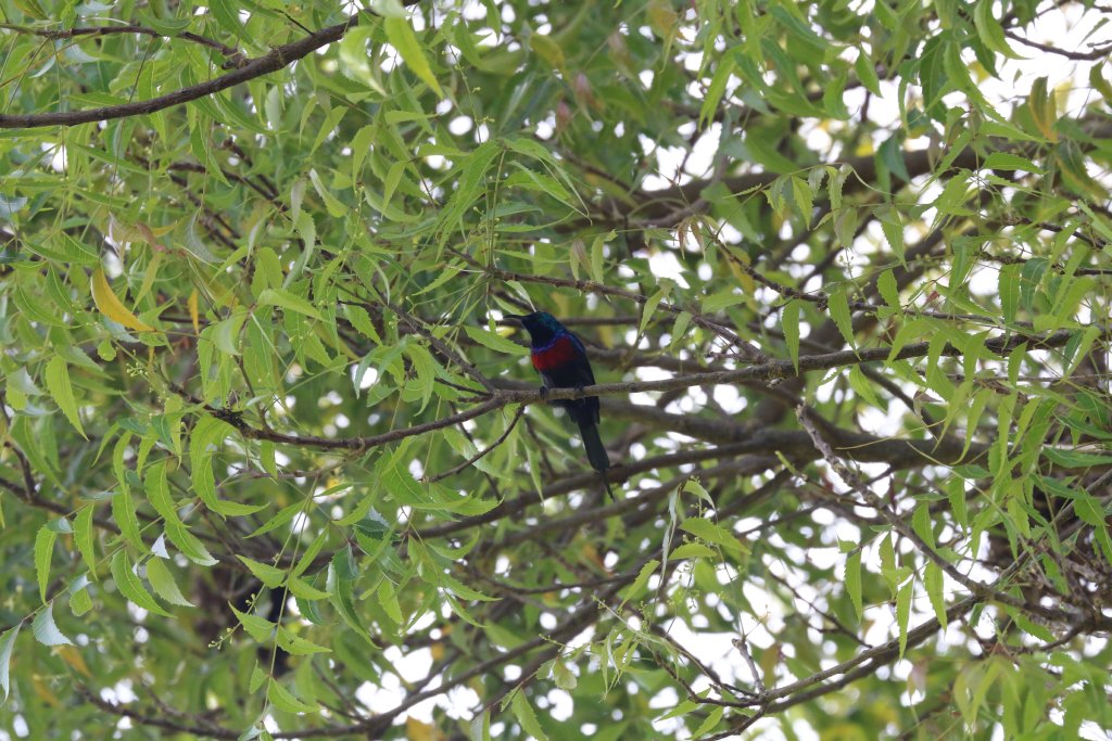 Red-chested Sunbird