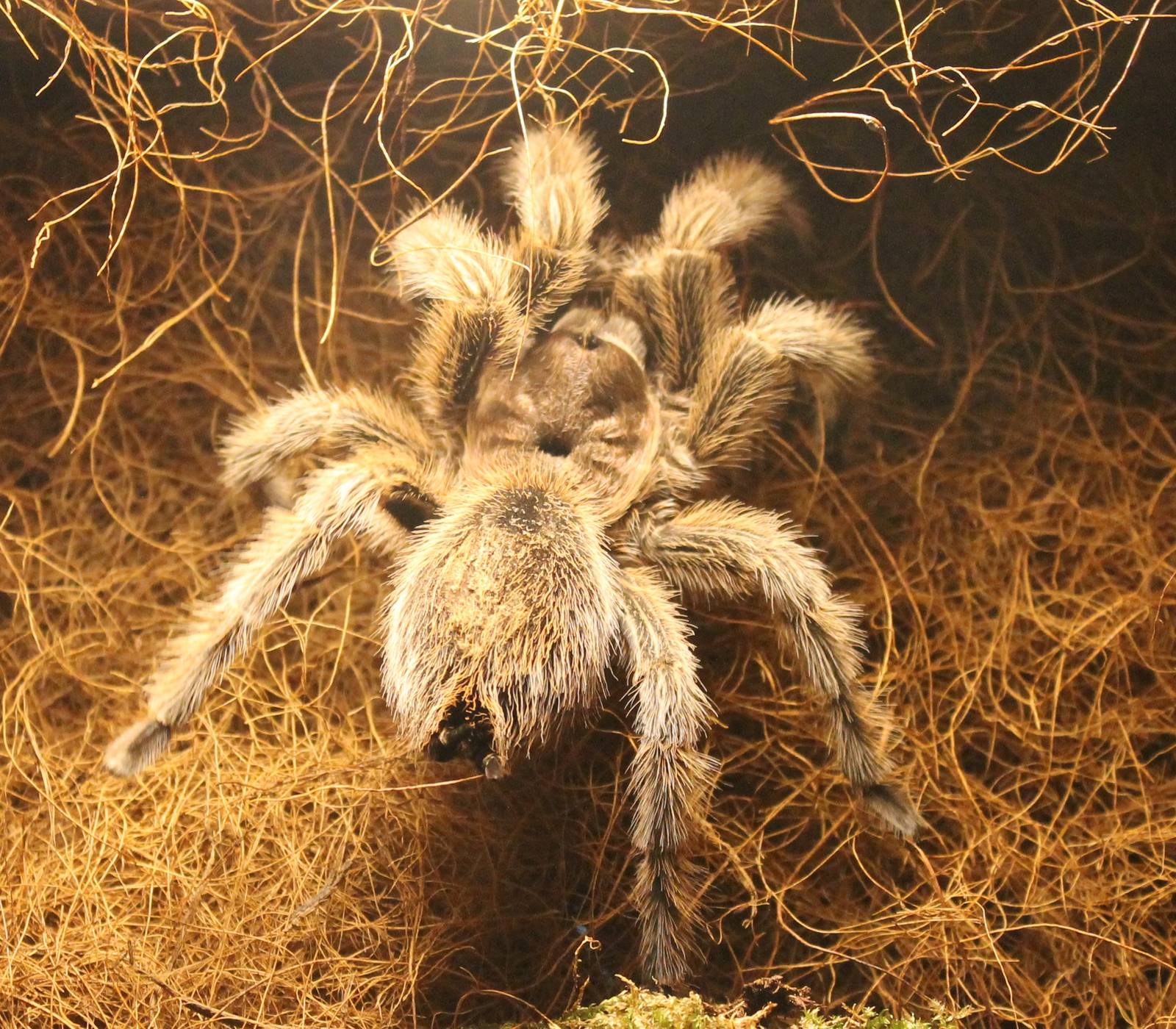 Red Chilean bird-eating spider