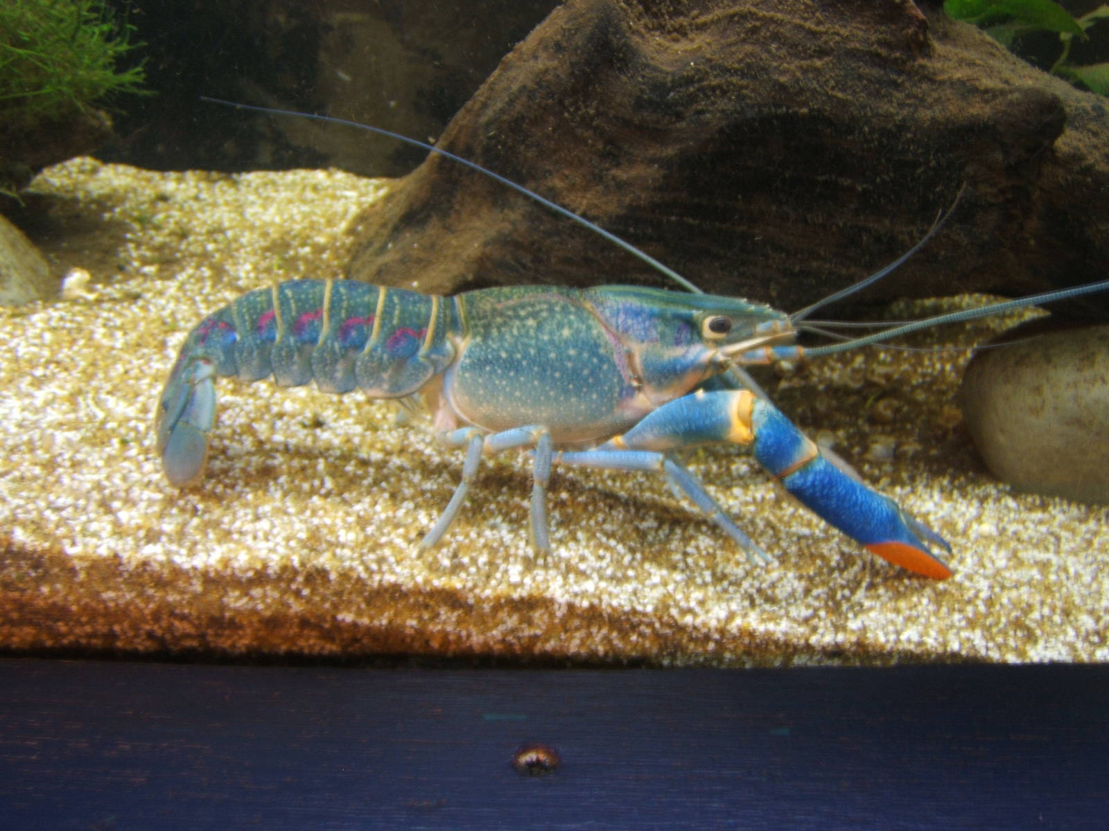 Red Claw Crayfish (Cherax quadricarinatus)