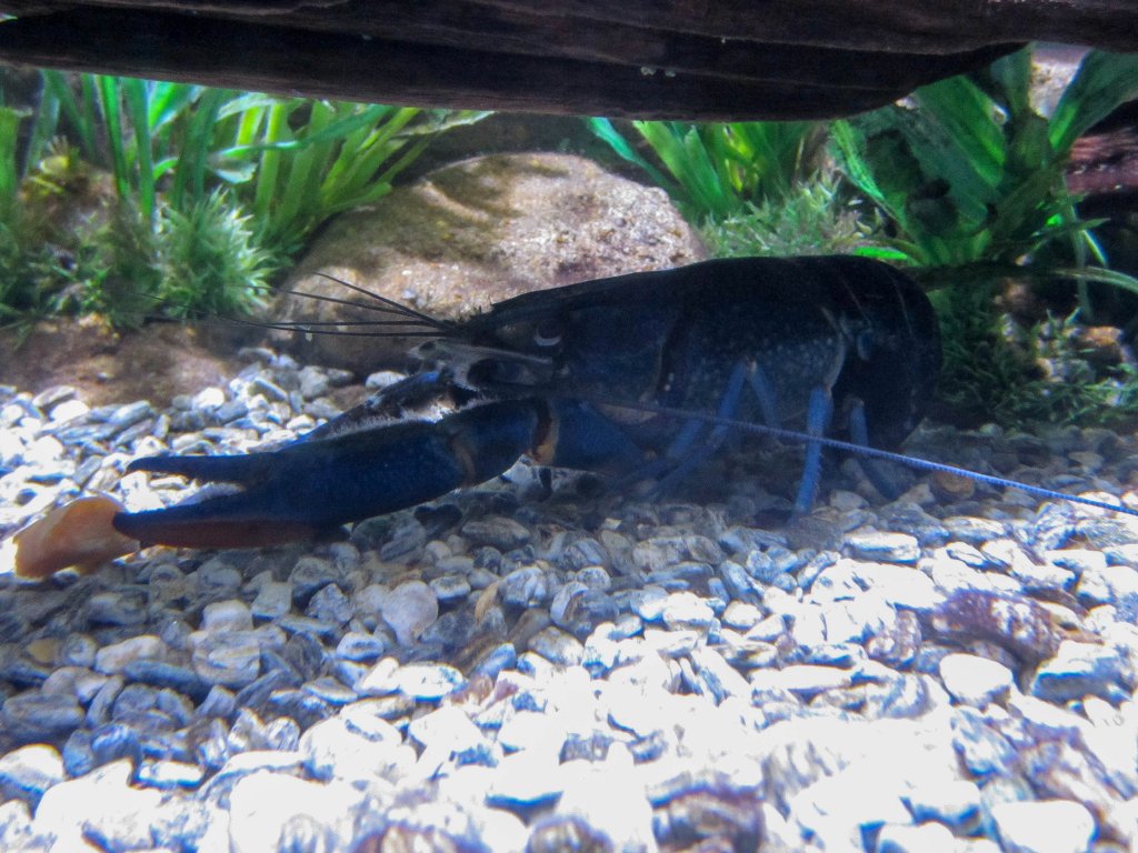 Red-clawed Crayfish