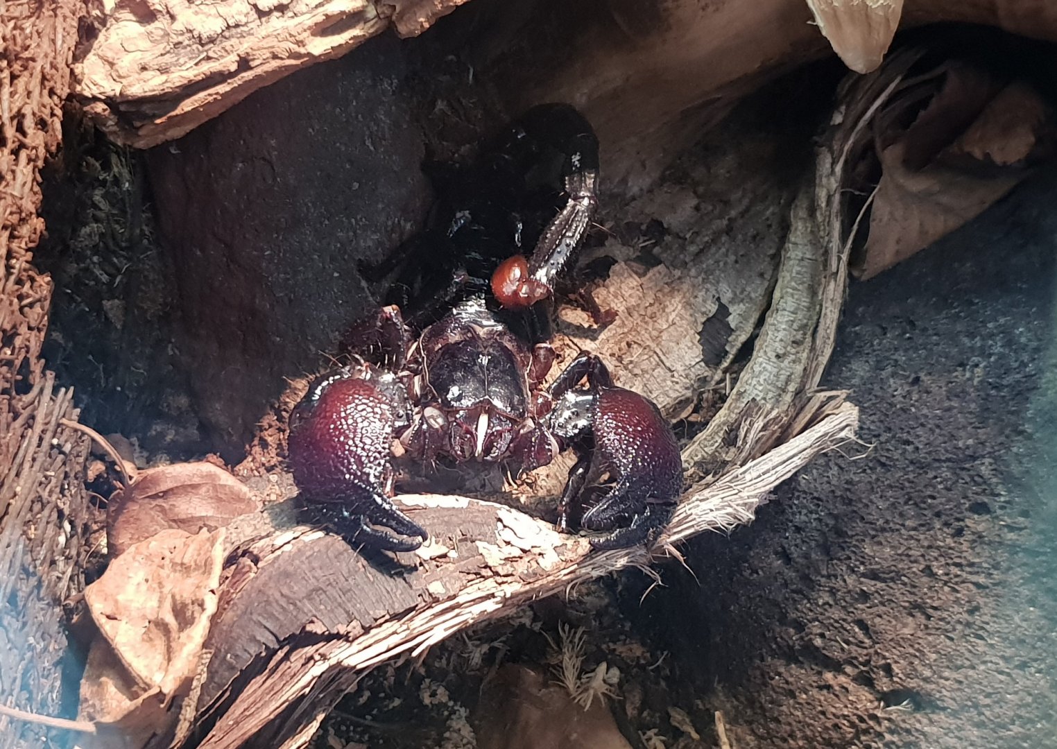 Red-clawed emperor scorpion - Pandinus cavimanus