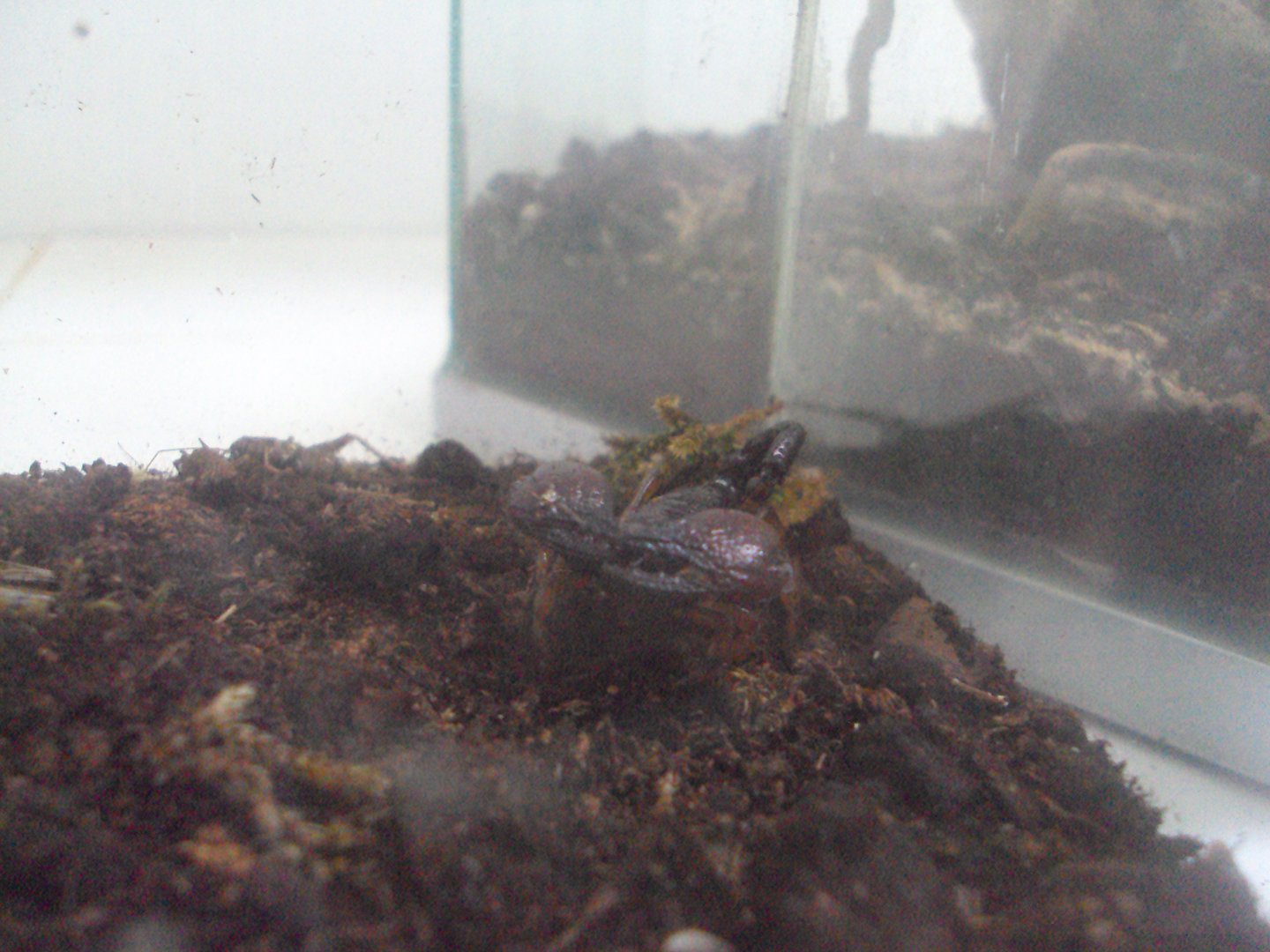 Red Clawed Scorpian (Pandinus cavimanus)