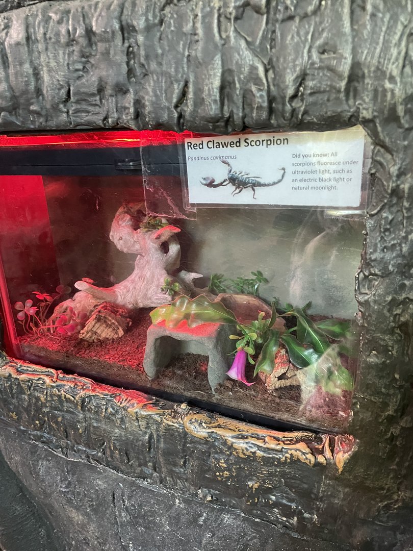 Red-Clawed Scorpion Exhibit (10/22/23)