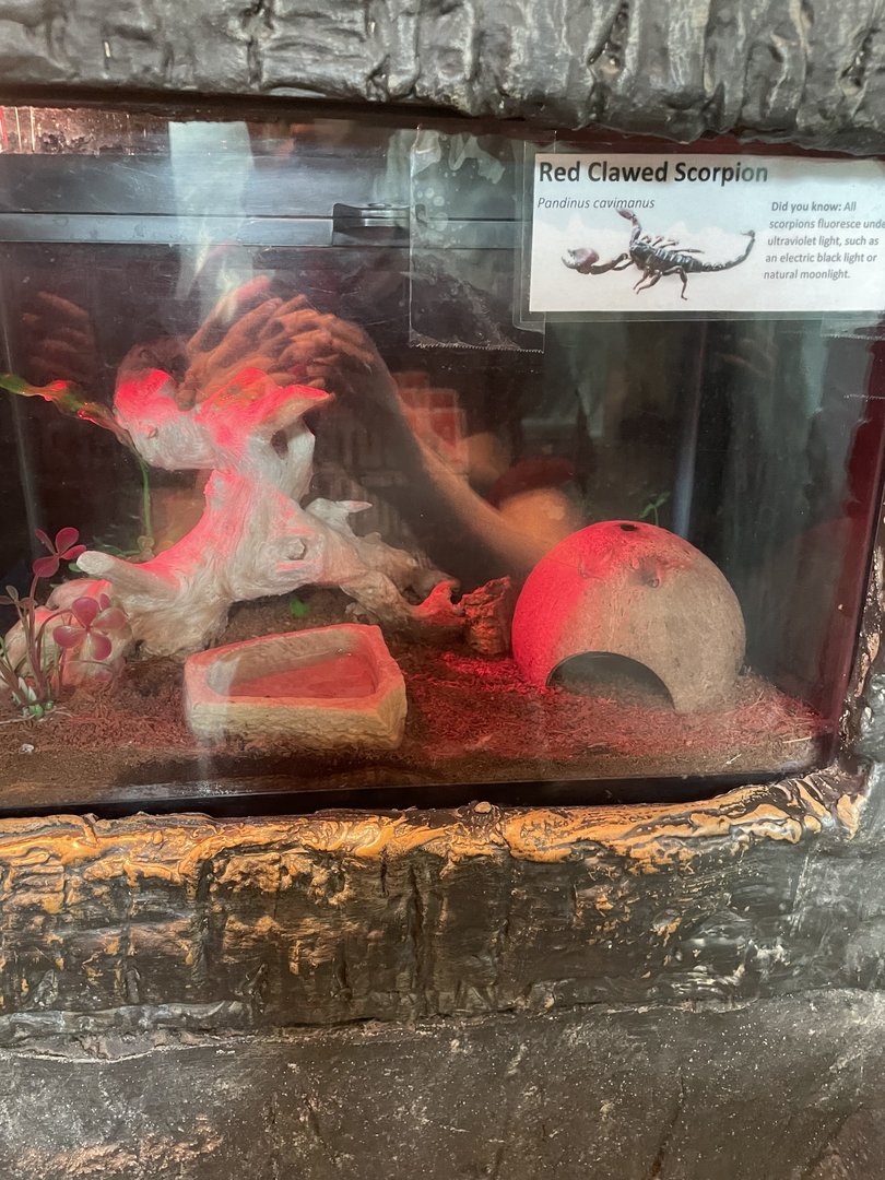 Red-Clawed Scorpion Exhibit (8/19/22)
