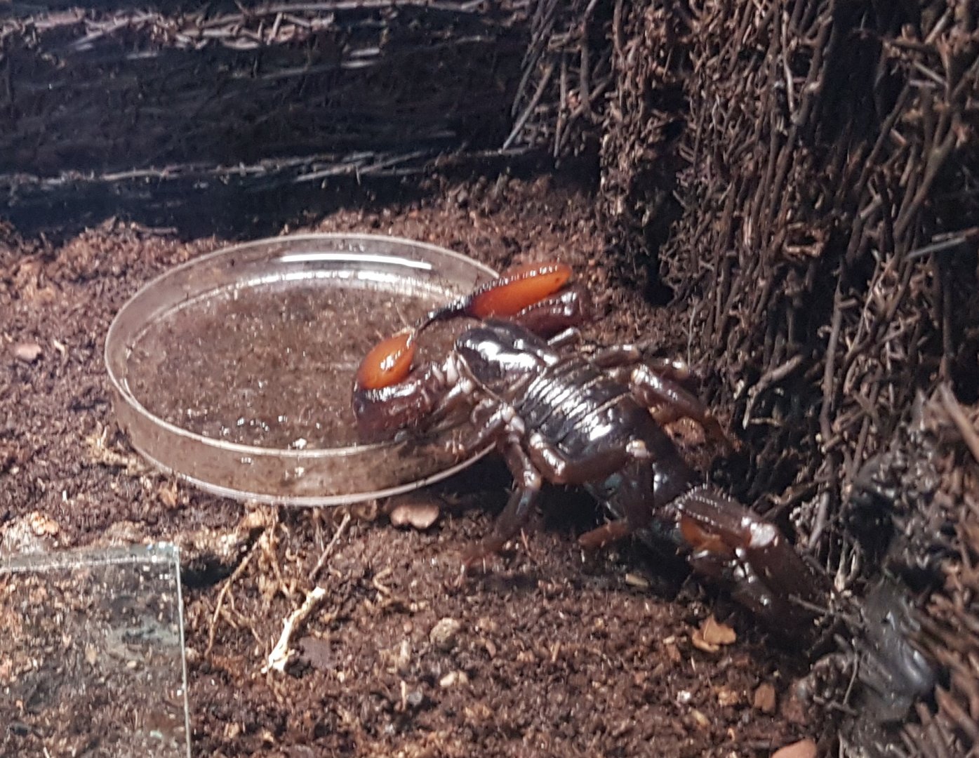 Red-clawed scorpion - Pandinus cavimanus