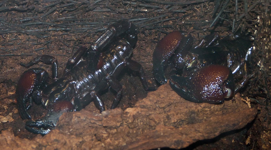 Red-clawed scorpions (Pandinus cavimanus)
