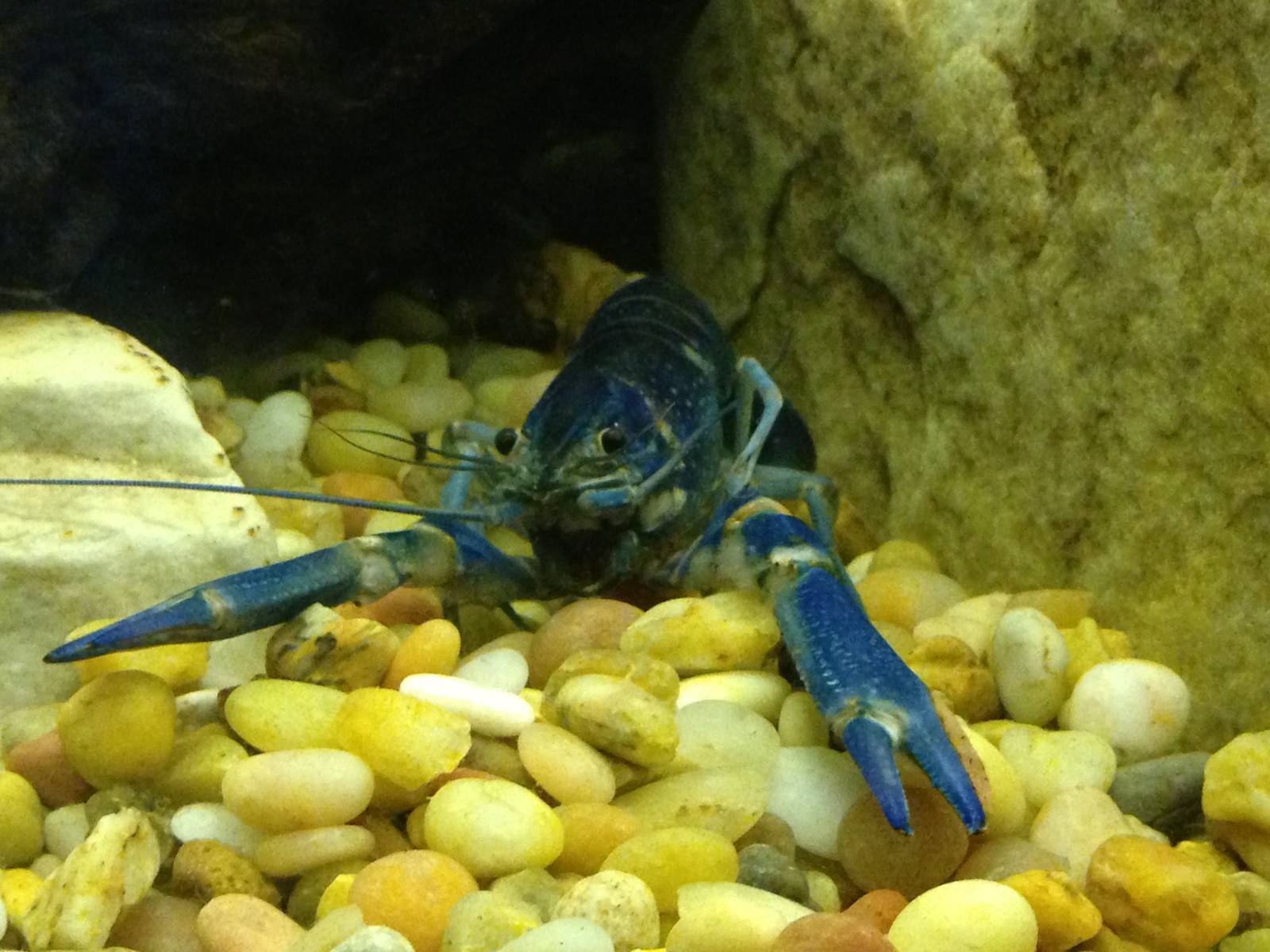 Red Clawed Yabby
