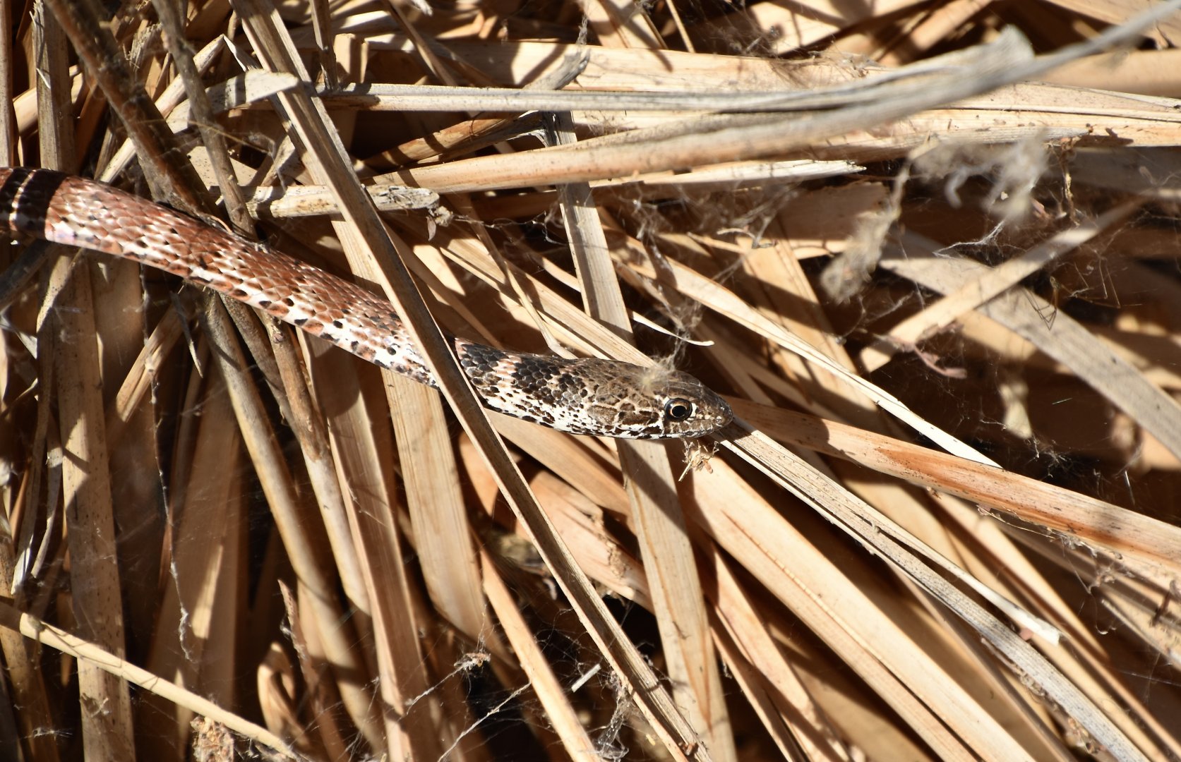 Red Coachwhip Snake (Masticophis flagellum piceus)