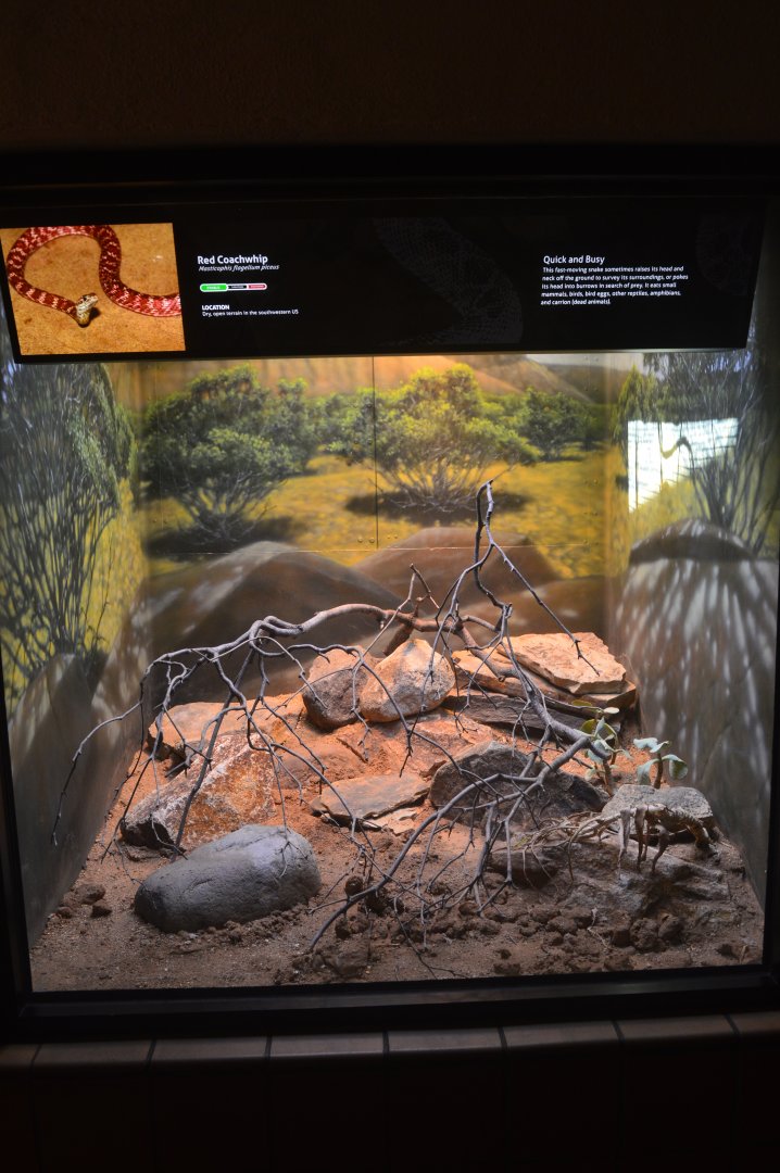 Red Coachwhip Terrarium