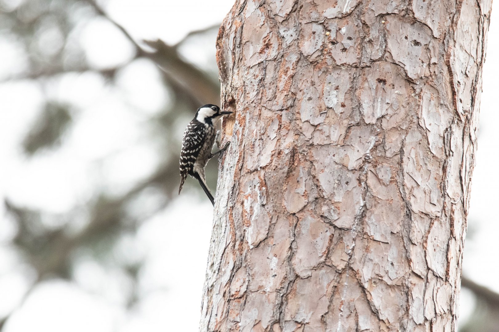 Red-cockaded Woodpecker- Picoides borealis