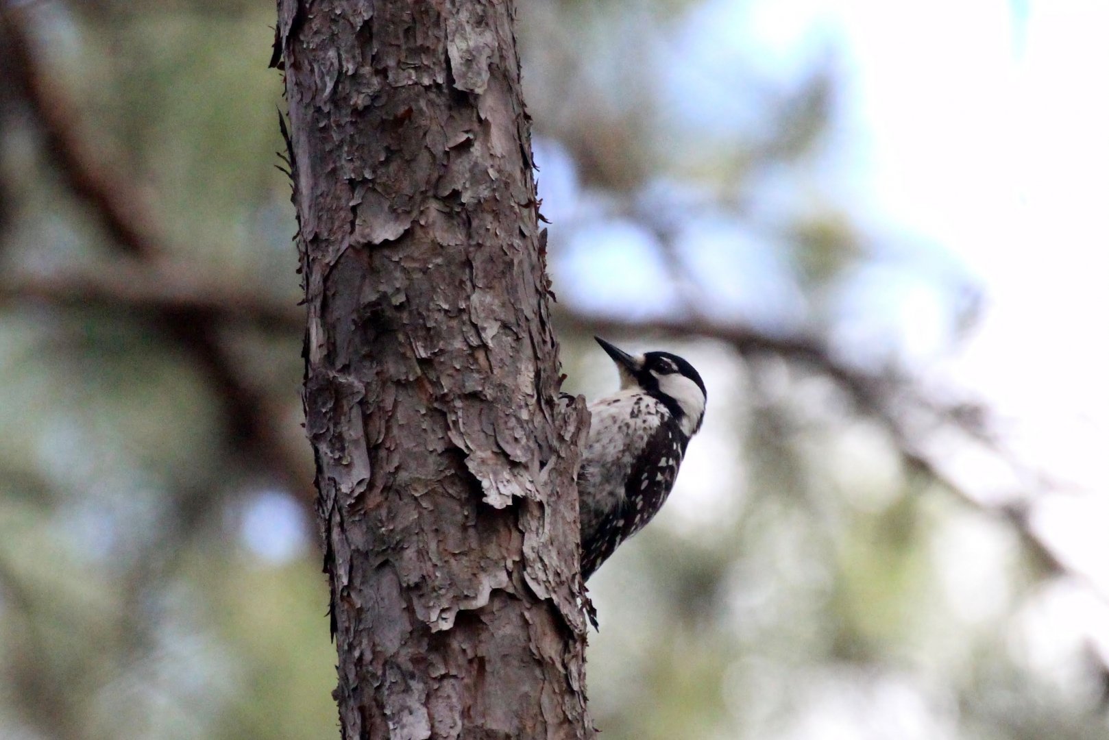 Red-cockaded Woodpecker
