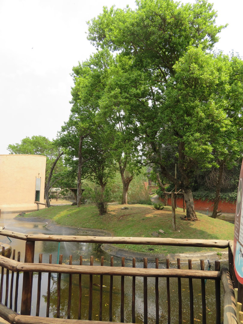 Red-collared Brown Lemur (Eulemur collaris) Enclosure outside island