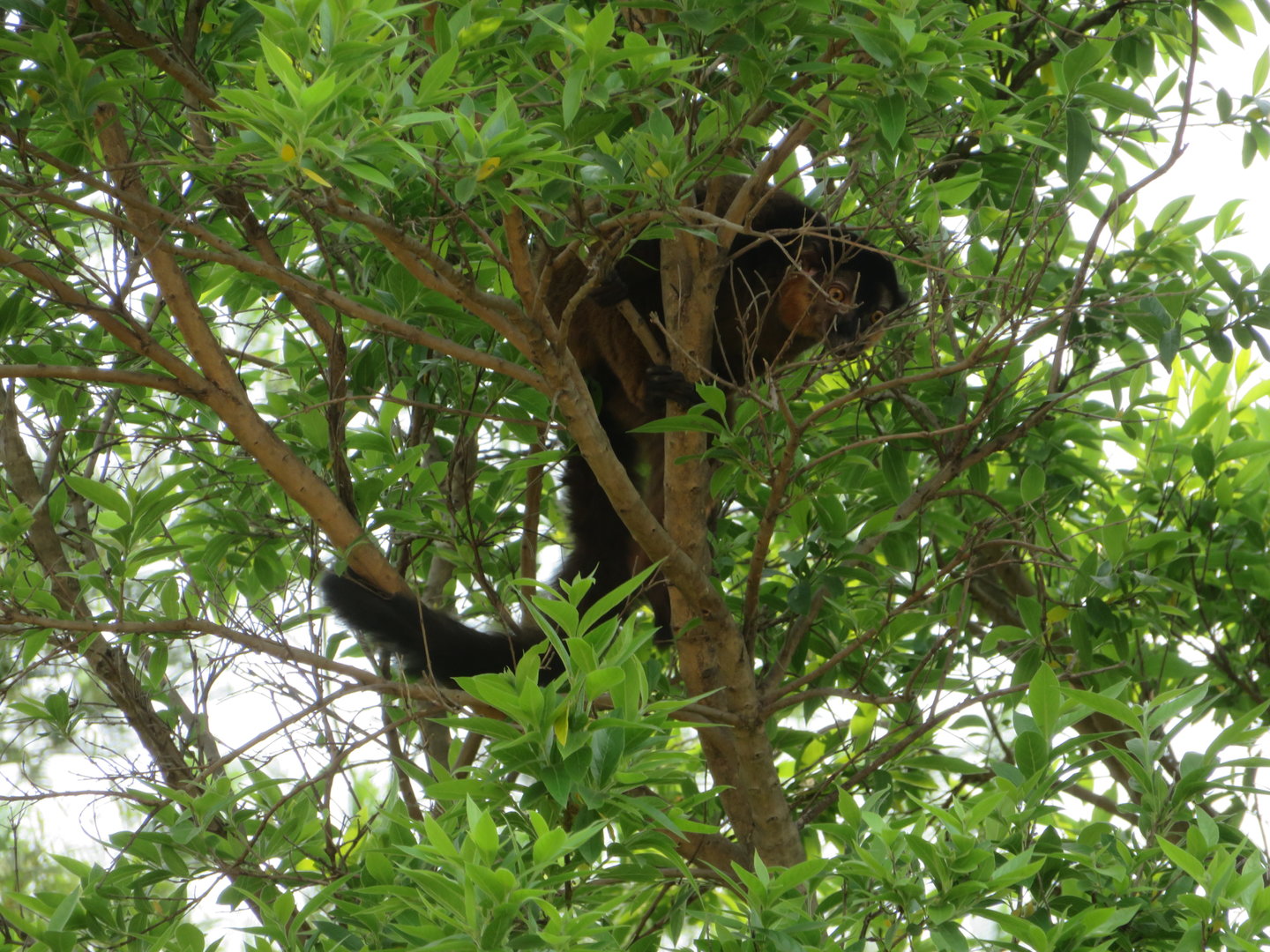 Red-collared Brown Lemur (Eulemur collaris)