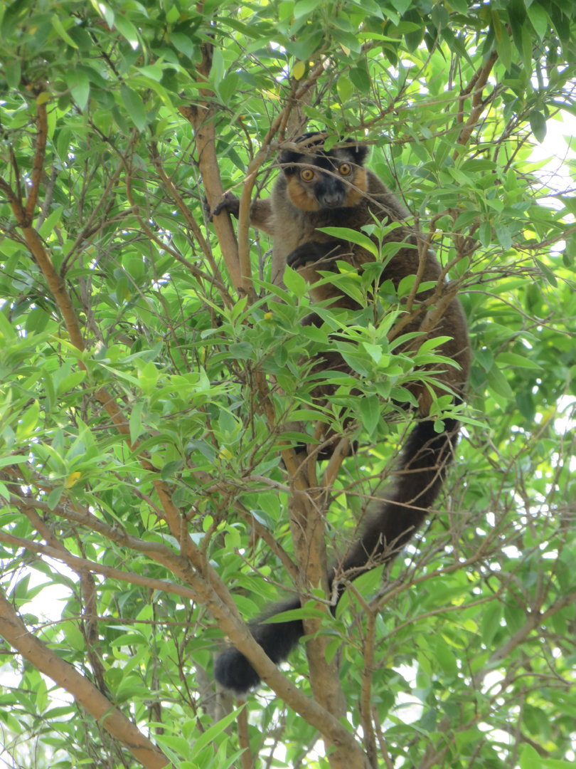 Red-collared Brown Lemur (Eulemur collaris)