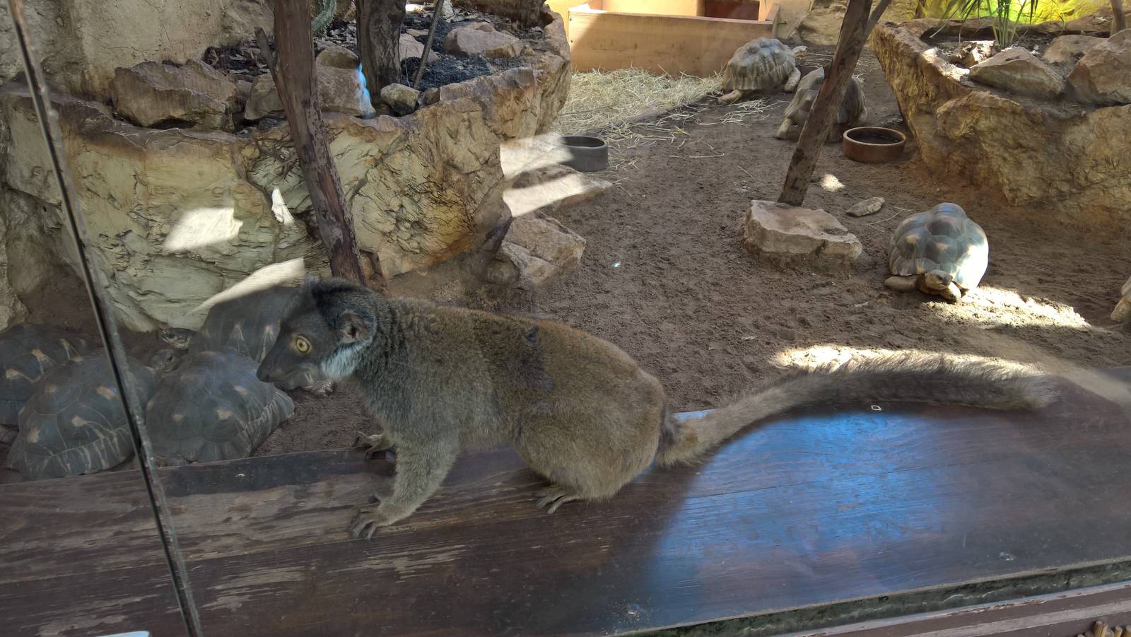 Red-collared brown lemur