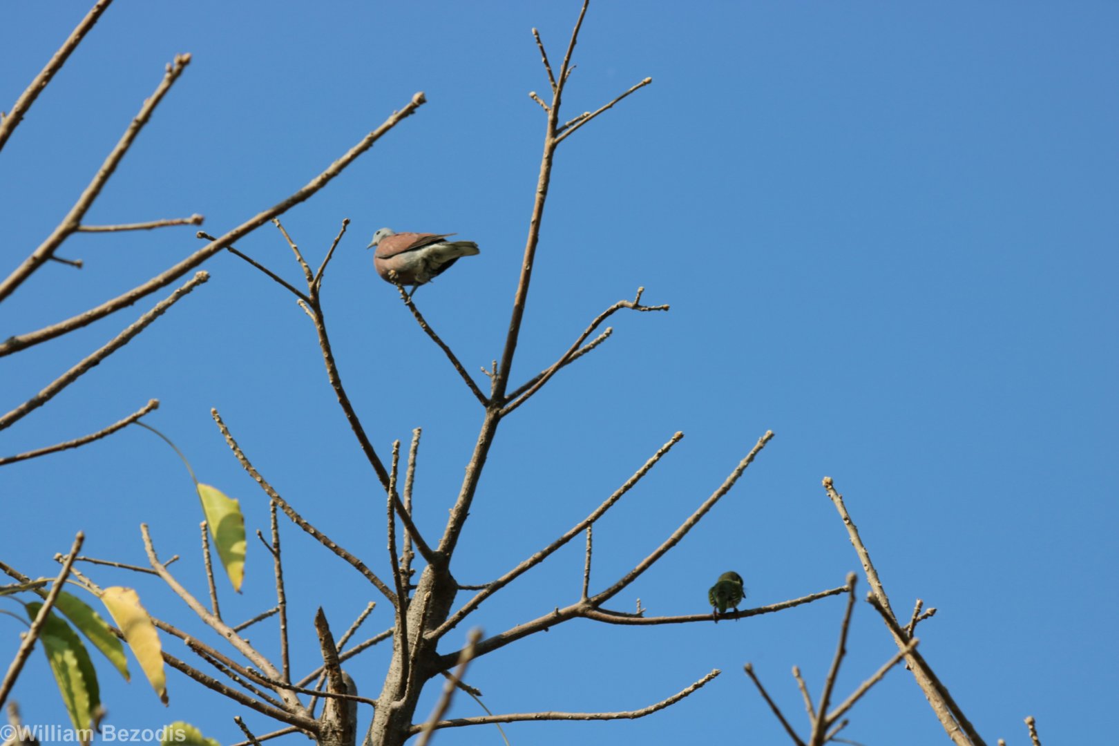 Red Collared Dove and Coppersmith Barbet - Bangkok