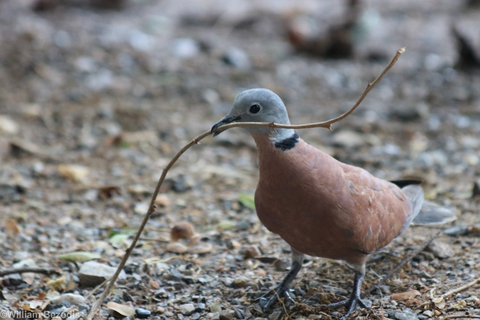 Red Collared Dove - Pak Thale Shorebird Site