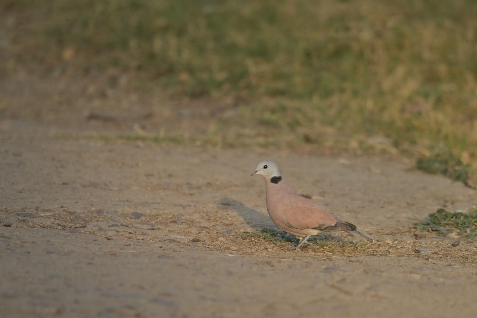 Red Collared Dove Streptopelia tranquebarica