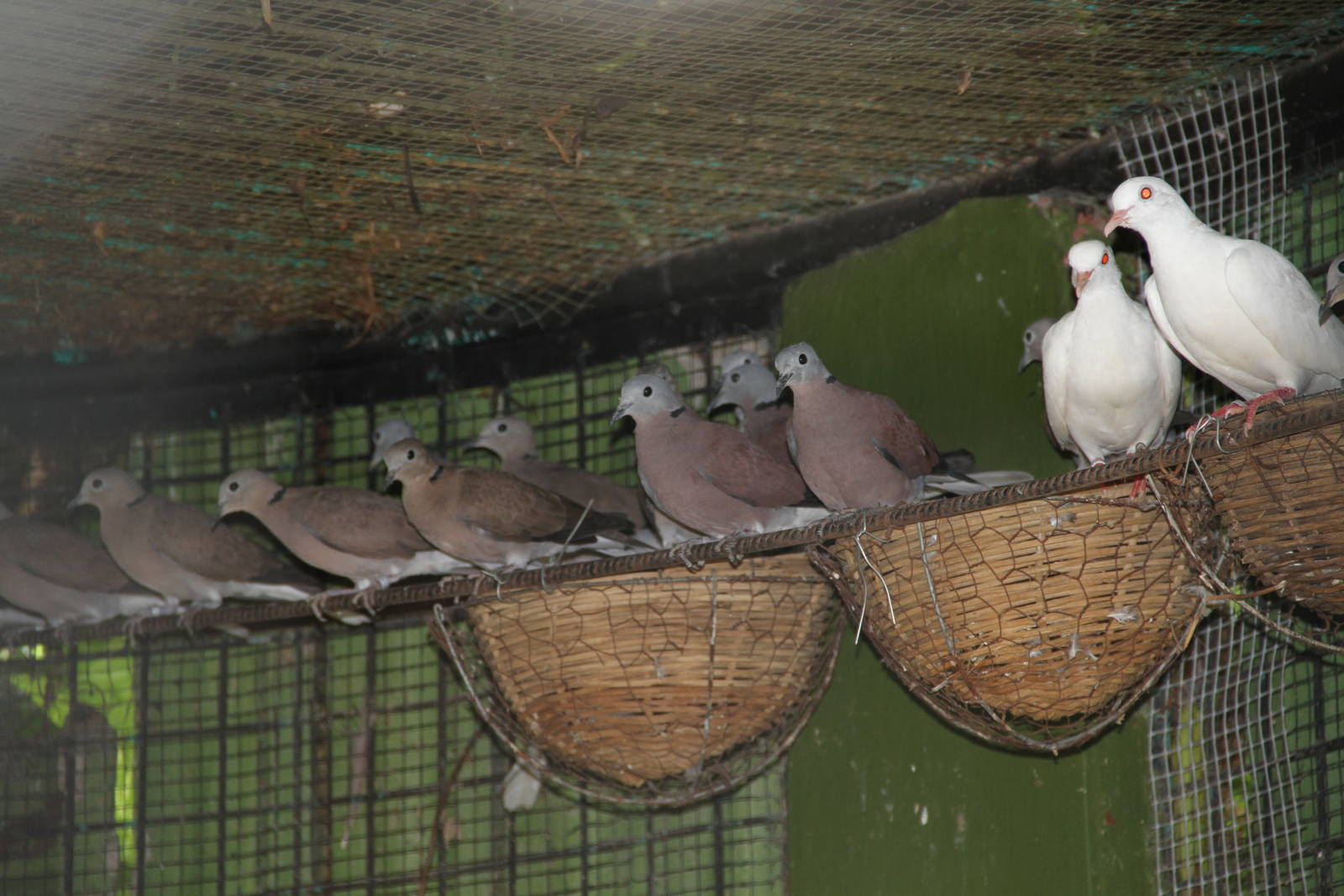 Red Collared Doves (Streptopelia tranquebarica) and albino Eurasian Collare