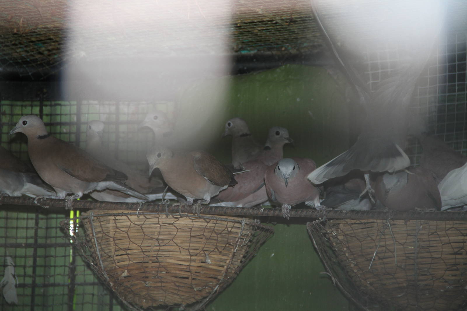 Red Collared Doves (Streptopelia tranquebarica)