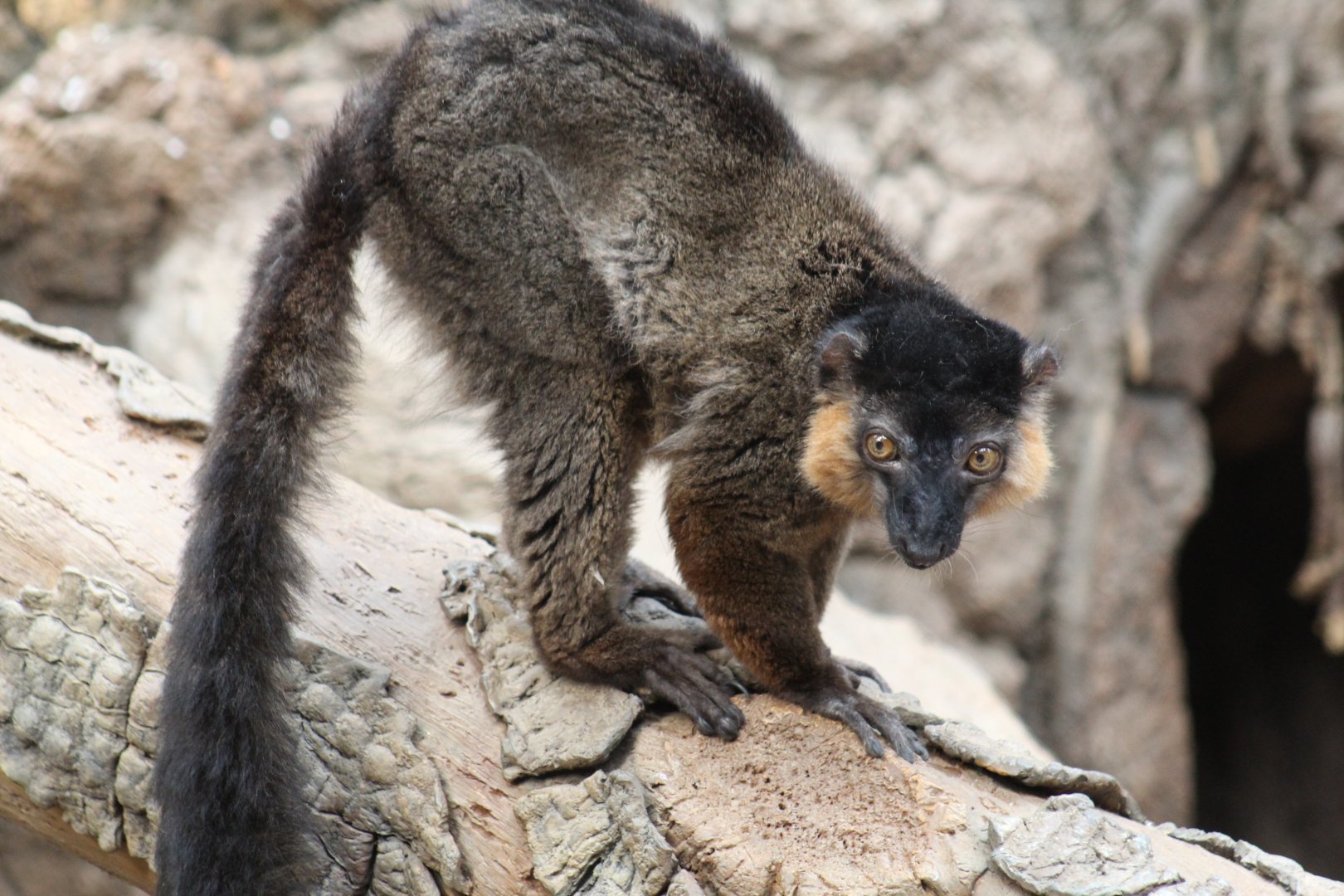 Red-Collared Lemur