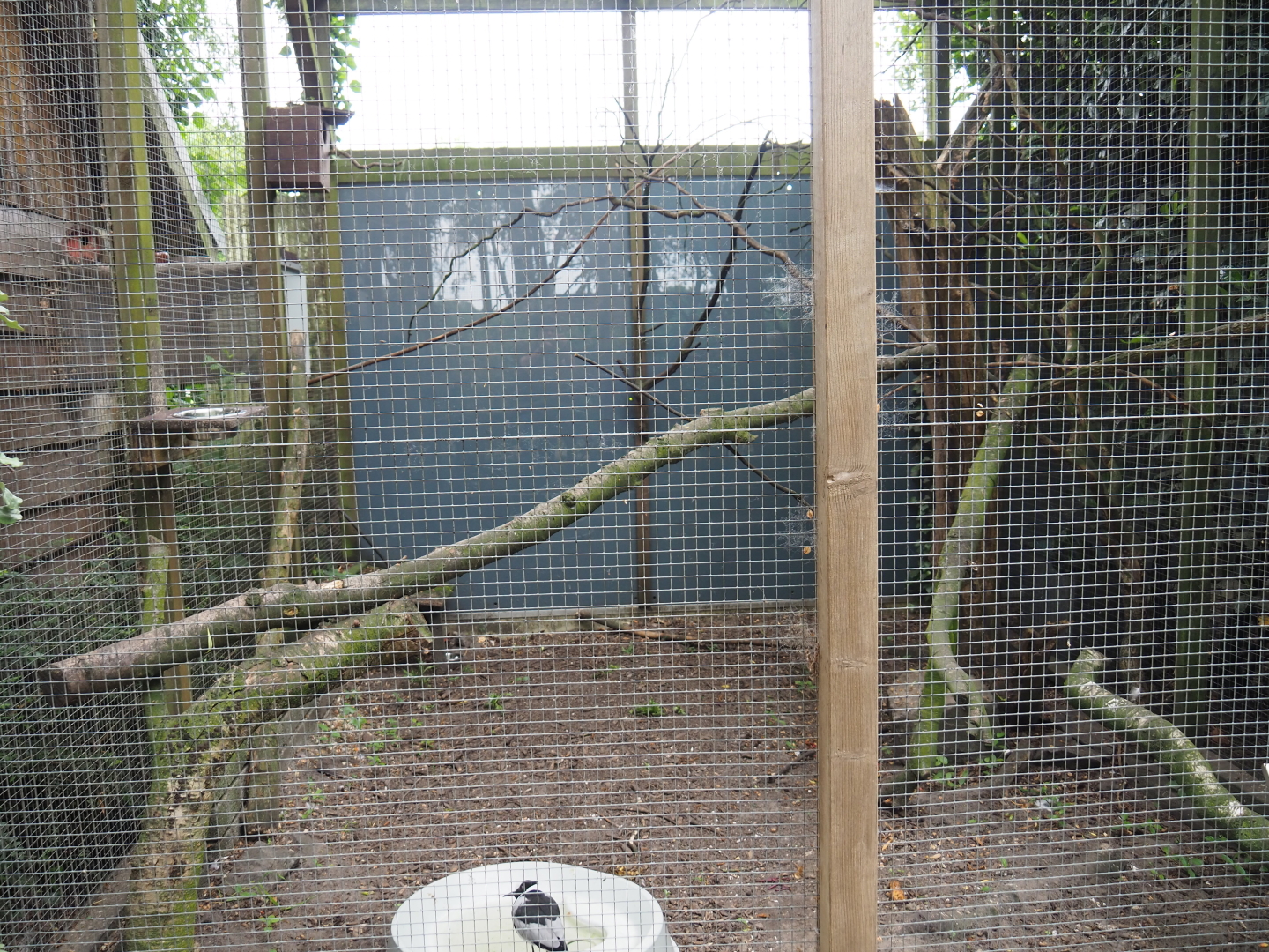 Red-collared lorikeet and blacksmith plover aviary, 2019-05-25