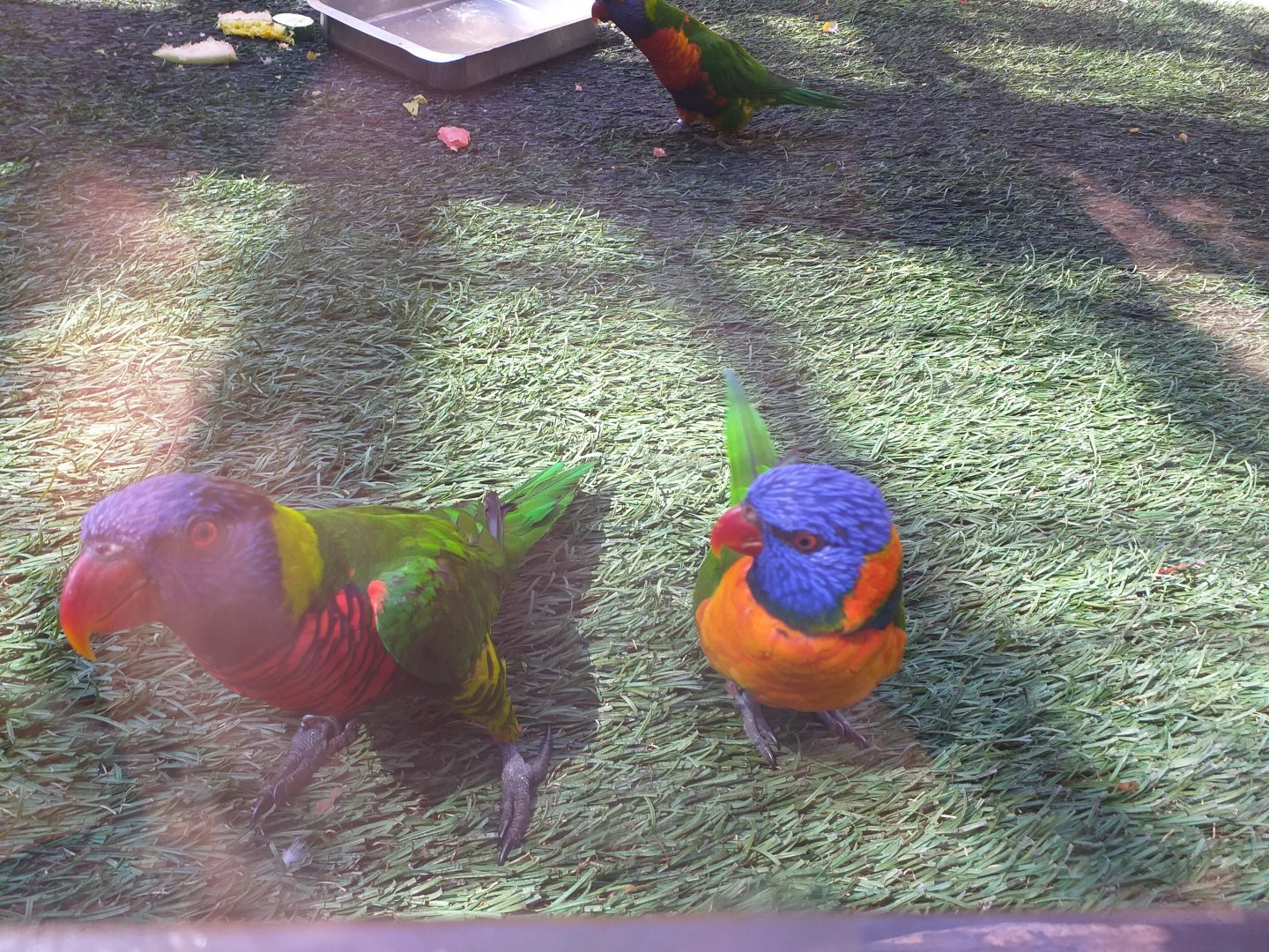 Red-collared lorikeet and Green-naped lorikeet -MundoMar Benidorm (2021)