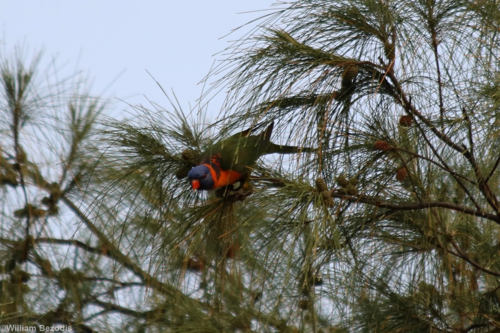 Red-collared Lorikeet at East Point, Darwin