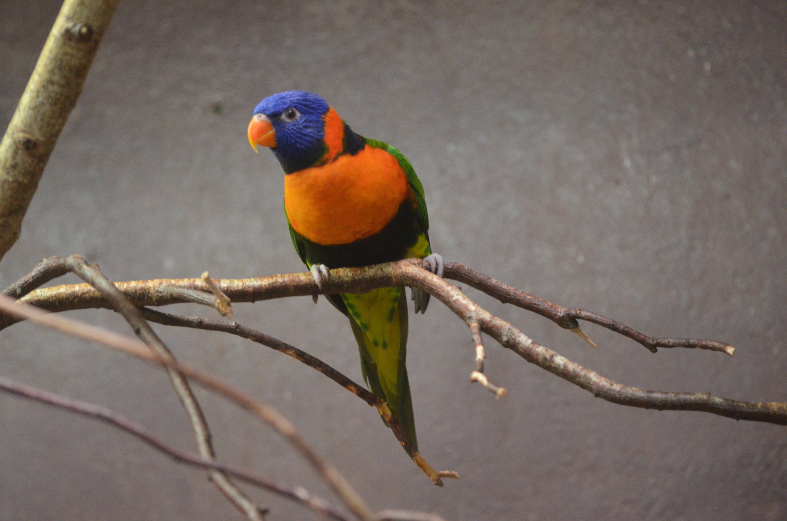 Red-collared Lorikeet at Voliere Zurich (Mythenquai), 13/09/16