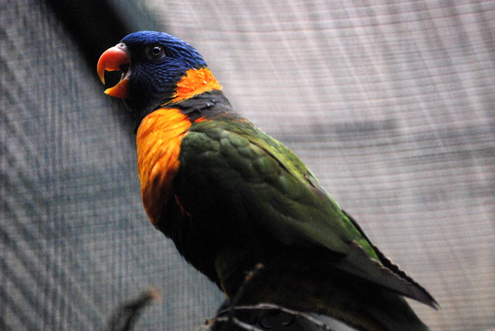 Red-collared Lorikeet at Walsrode, 22/03/13